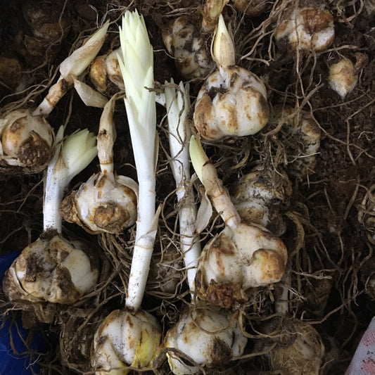 Asiatic Lily Lilium Flower Bulb (Any Color) | Flower Bulb