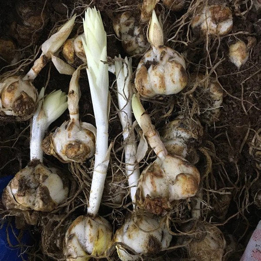 Asiatic Lily Lilium Bulbs Orange Color | Flower Bulb