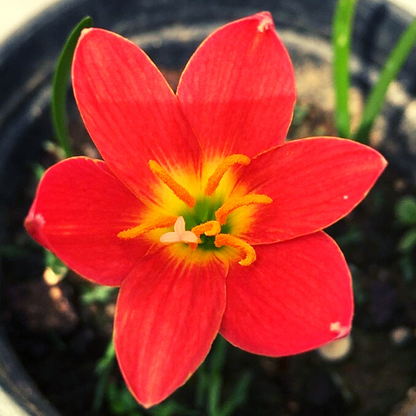 singapore lily flower Pride of Singapore Zephyranthes Red Rain Lily Flower Bulb – Plantohobby
