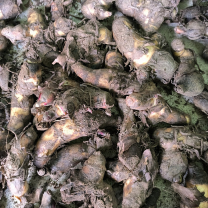 Canna Lily Yellow Color Flower Bulb