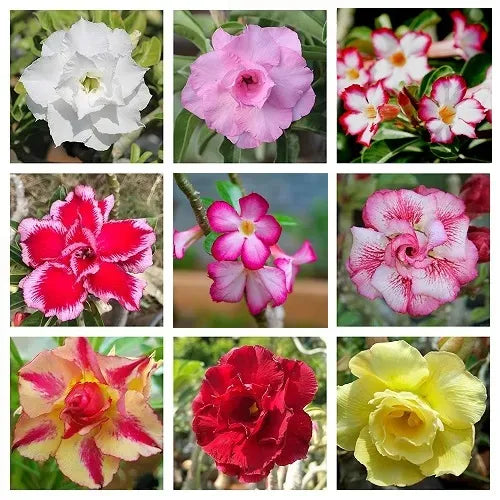 Adenium Mix Color Flower Seeds (Set of 5 seeds)