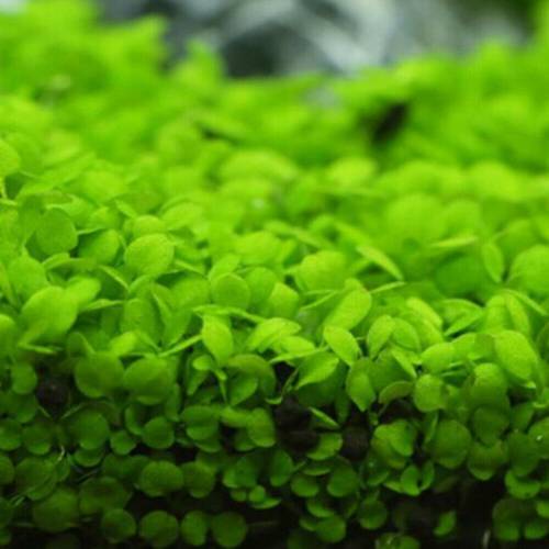 Big Leaf Aquarium Plant Seeds | Fish Tank Carpet Grass Live Aquatic Plants