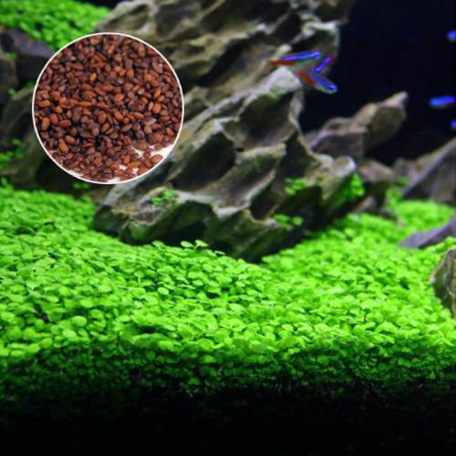 Big Leaf Aquarium Plant Seeds | Fish Tank Carpet Grass Live Aquatic Plants