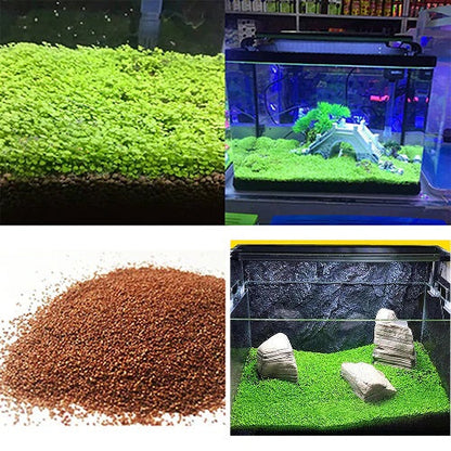 Small Leaf Aquarium Plant Seeds | Fish Tank Carpet Grass Live Aquatic Plants