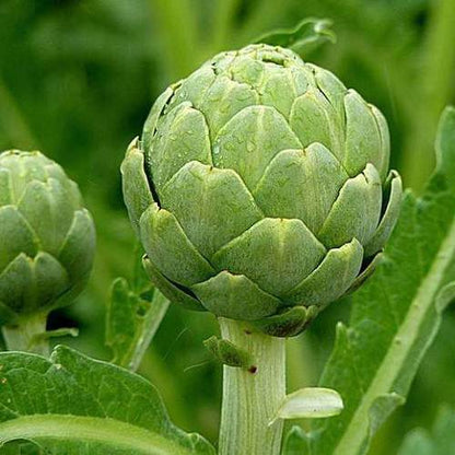 Artichoke Green Globe | Exotic Vegetable Seeds
