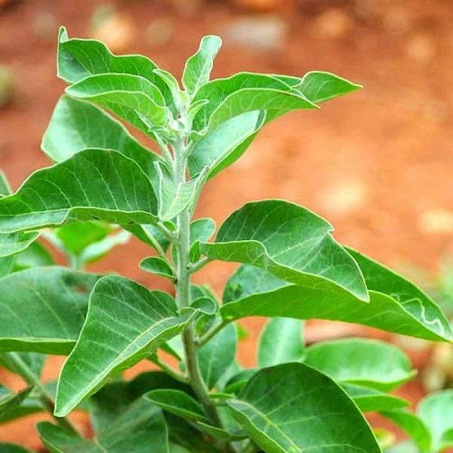 Ashwagandha Indian Ginseng Herb Seeds