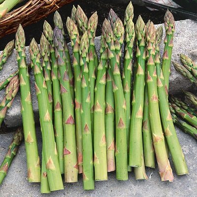 Asparagus Mary Washington Exotic Vegetable Seeds