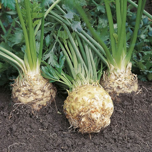 Celeriac Imported Prager Riesen Exotic Vegetable Seeds