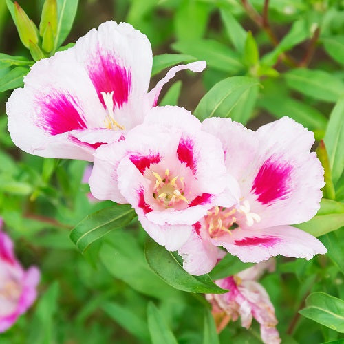 Clarkia Mix Flower Seeds