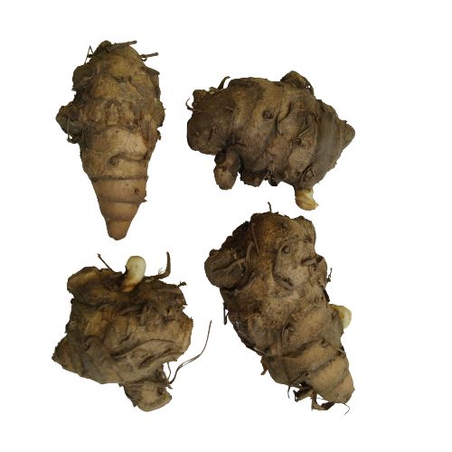 Curcuma Mix Color Flower Bulbs (Set of 02 Bulbs)