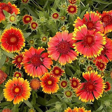 Gaillardia Mixed Color Flower Seeds