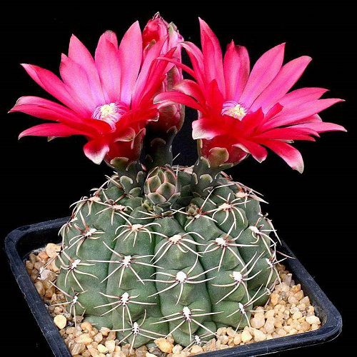 Gymnocalycium Baldianum Flower Cactus Seeds (Set of 10 Seeds)