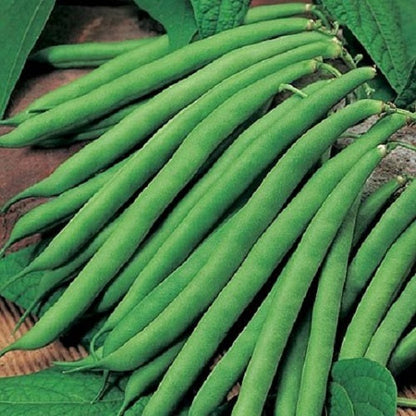 Hybrid France Bean Vegetable Seeds