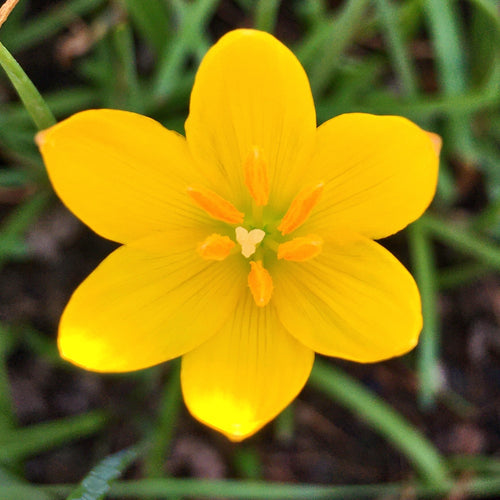 Yellow Rain Lily (Set of 10 Bulbs) Zephyranthes Yellow Color Flower Bulbs