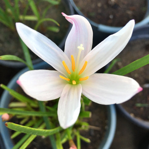 Light Pink Rain Lily (10 Bulb) Zephyranthes Flower Bulbs