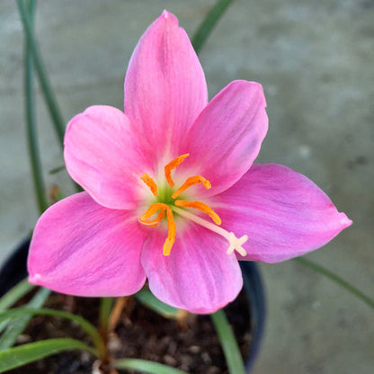 Pink Rain Lily (Set of 10 Bulbs) Zephyranthes Flower Bulbs