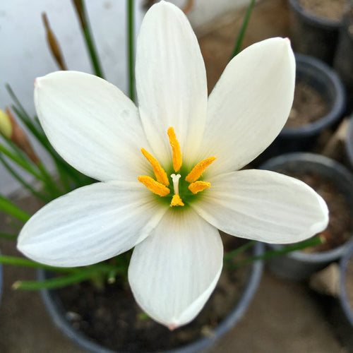 White Rain Lily (Set of 10 Bulbs) Zephyranthes Flower Bulbs