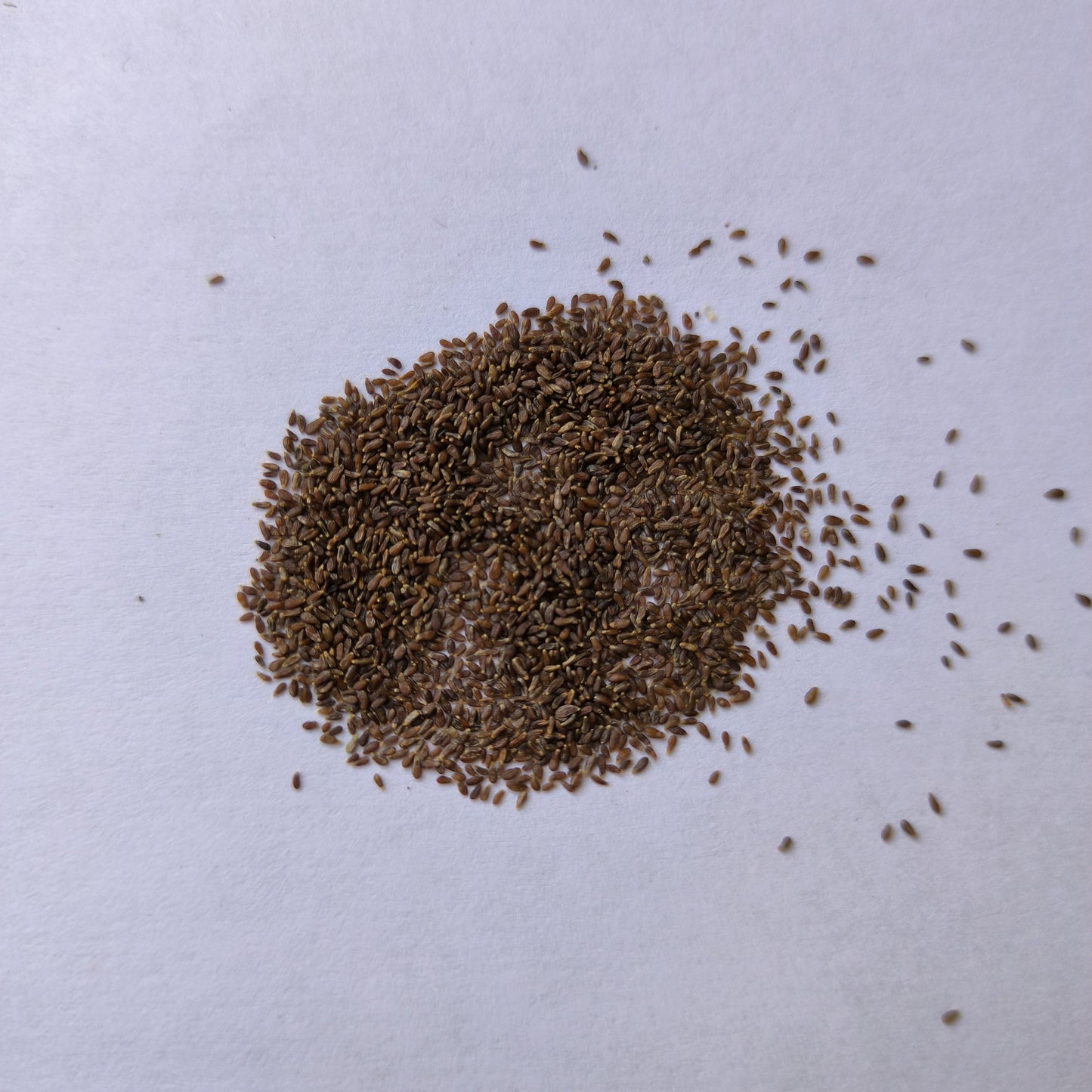 Tarragon Herb Seeds