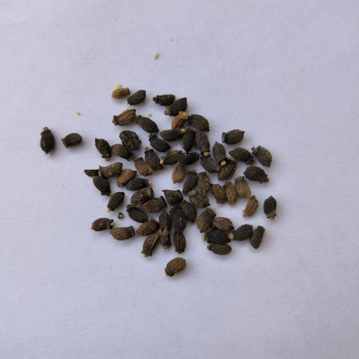 Borage Herb Seeds