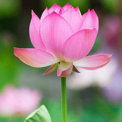 Lotus Pink Flower Seeds | Water Lily (Set of 5 Seeds)