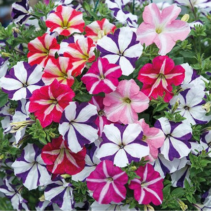 Petunia Ultra Star Flower Seeds