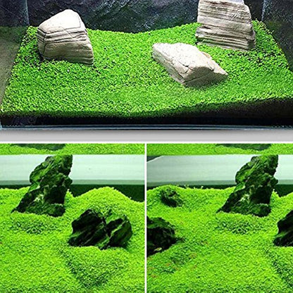 Small Leaf Aquarium Plant Seeds | Fish Tank Carpet Grass Live Aquatic Plants