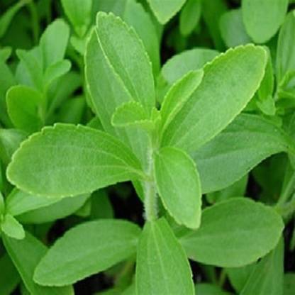 Stevia Sweet Leaves Herb Seeds