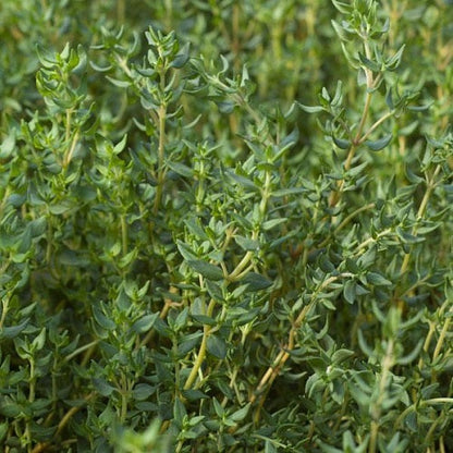 Thyme Herb Seeds