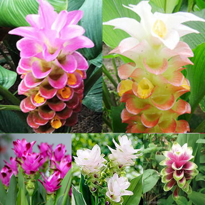 Curcuma Mix Color Flower Bulbs (Set of 02 Bulbs)
