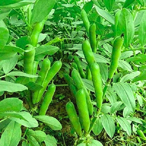 Fava Beans Bakla Vegetable Seeds