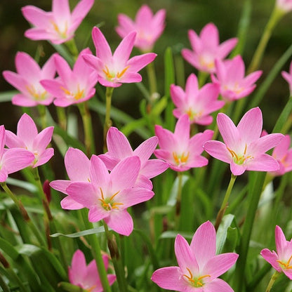 Rose Pink Zephyranthes Rain Lily Bulbs (Set of 10 Bulbs)