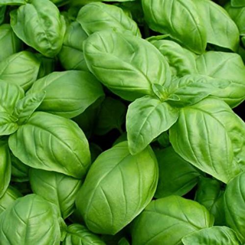 Basil Herb Plant Seeds