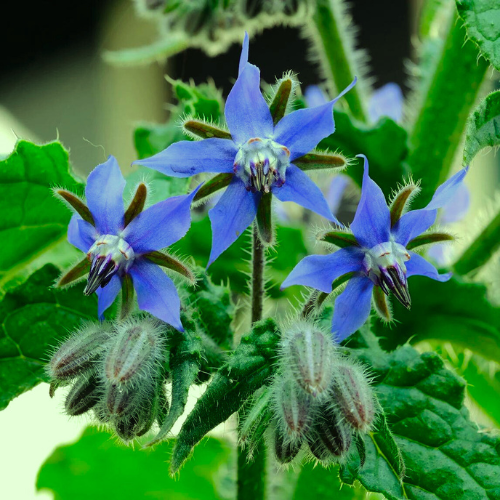 Borage Herb Seeds