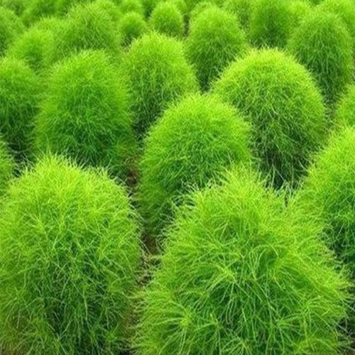 Burning Bush Kochia