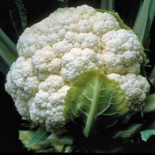 Cauliflower Fool Gobhi F1 | Vegetable Seeds