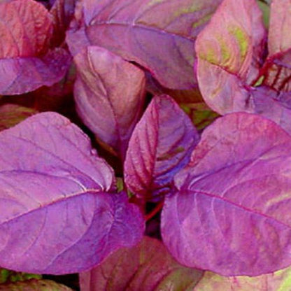 Chaulai Lal Saag Red Amaranth | Vegetable Seeds