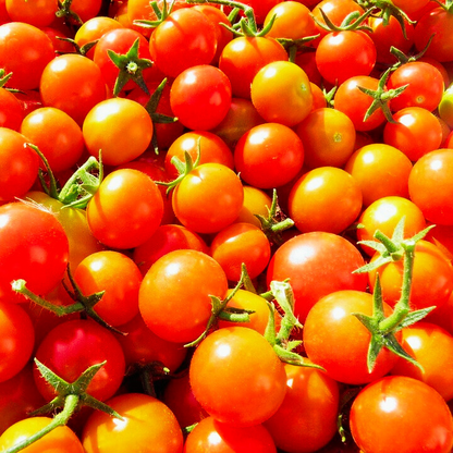 Cherry Tomato Vegetable Seeds