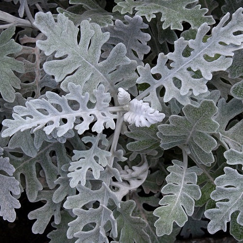 Silver Dust Cineraria Martina