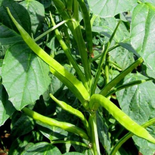 Guar Phali F1 | Vegetable Seeds