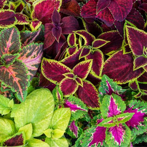 Coleus Rainbow Mixed Color Flower Seeds