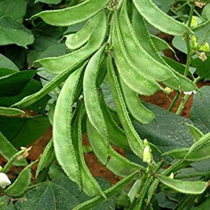 Dolichos Dwarf Imperial Vegetable seeds