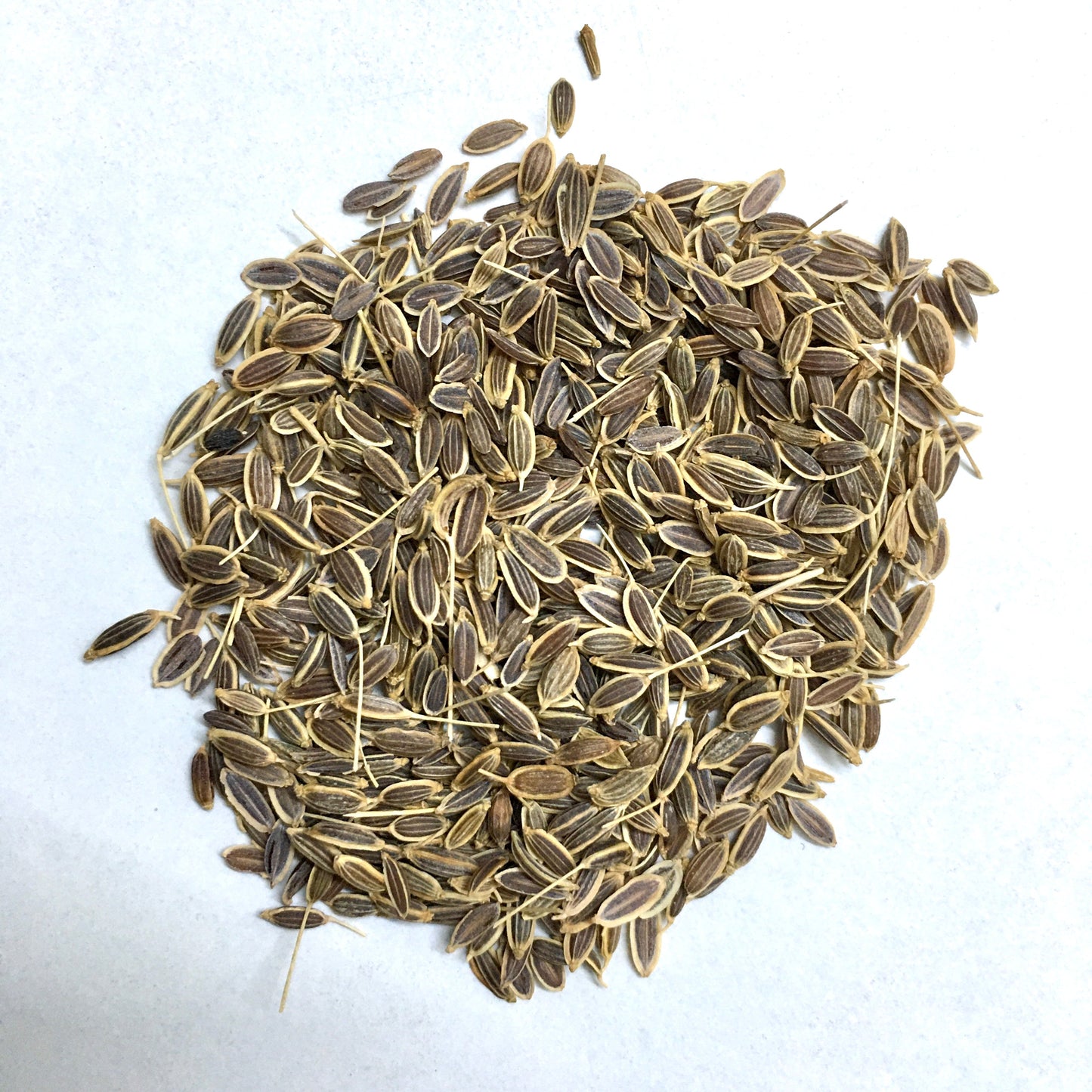 Dill Herb Seeds