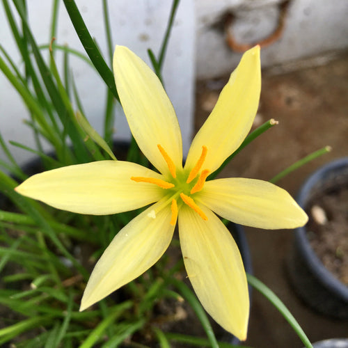 Lemon Rain Lily (10 Bulb) Zephyranthes Lemon Color Flower Bulbs