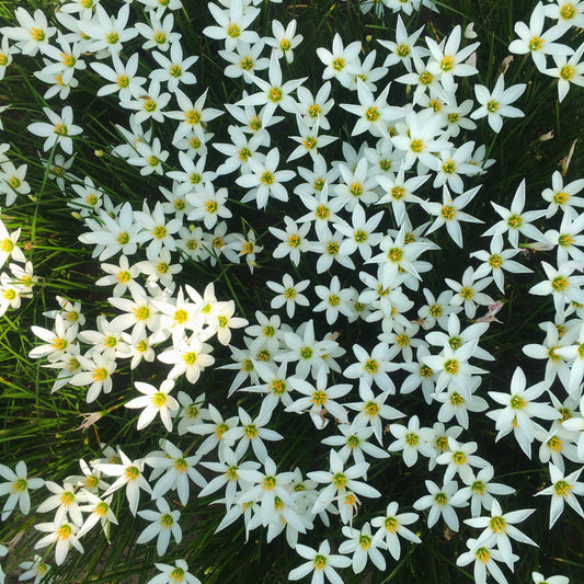 White Rain Lily (Set of 10 Bulbs) Zephyranthes Flower Bulbs