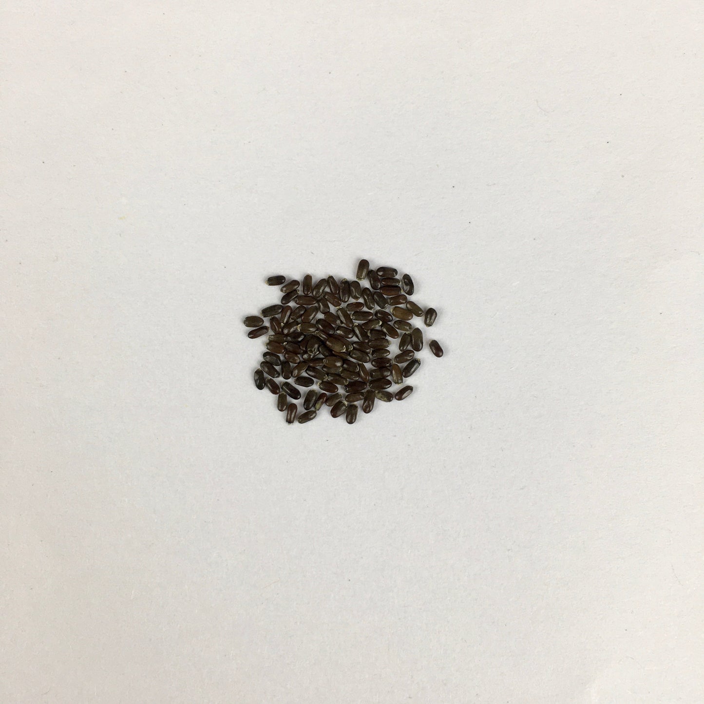 Lavender Herb Seeds