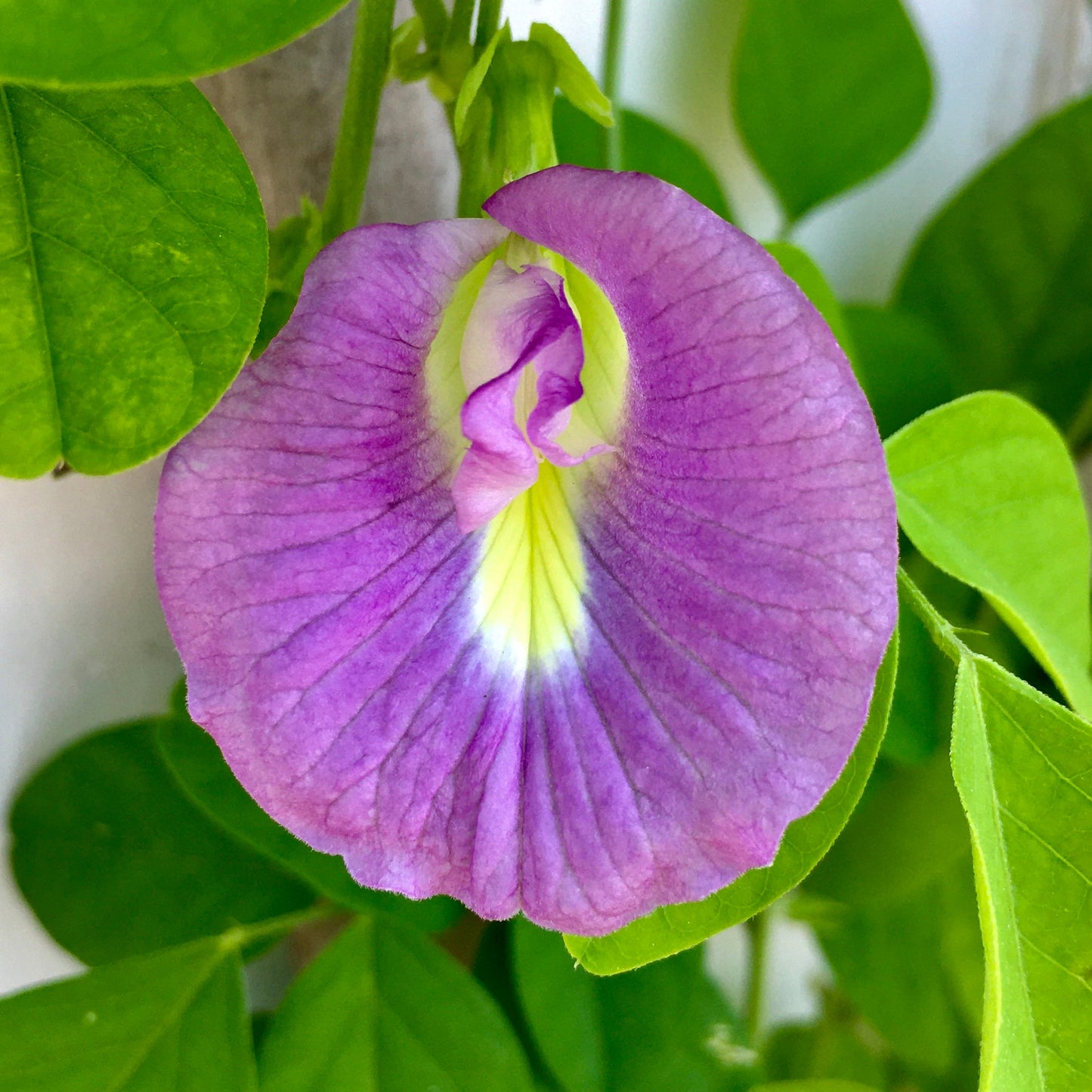 Aparajita Lavender Flower Seeds