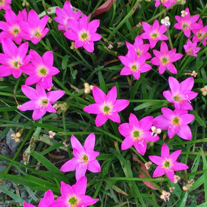 Rose Pink Zephyranthes Rain Lily Bulbs (Set of 10 Bulbs)