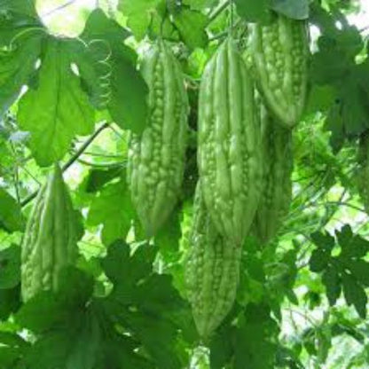 Bittergourd Karela Long | Vegetable Seeds