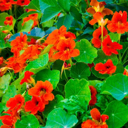 Nasturtium Alaska Mixed Color Flower F1 Seeds