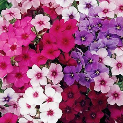 Phlox Mixed Color Flower Seeds